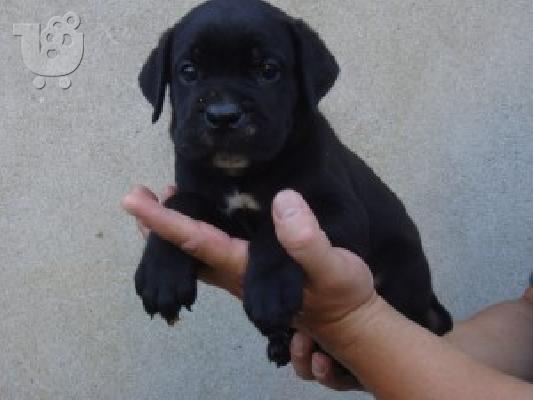 CANE CORSO